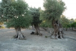 The Olive Tree