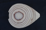 Semi-curved Mandolin